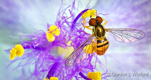 Ahh Sweet Nectar_P1150857.jpg - Tiny Hoverfly photographed at Smiths Falls, Ontario, Canada.